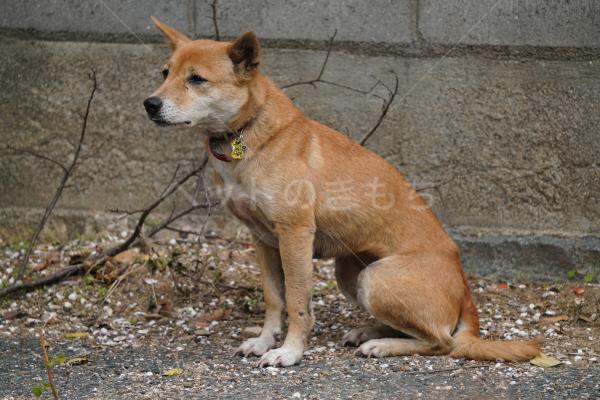 コメントの画像