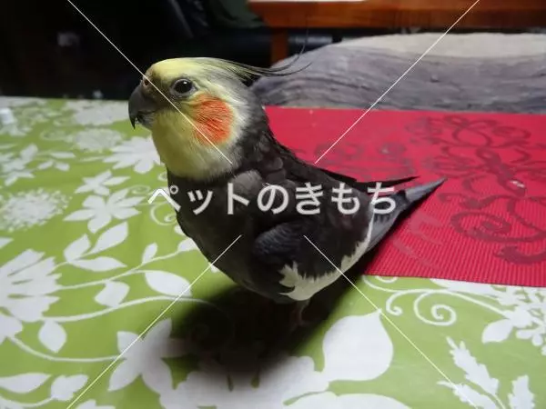 迷子鳥の画像