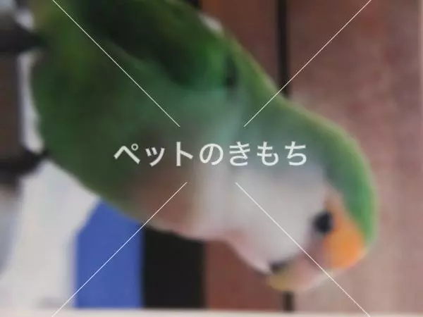 迷子鳥の画像