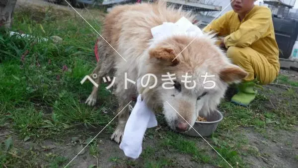 保護犬の画像