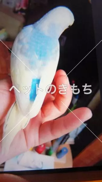 迷子鳥の画像