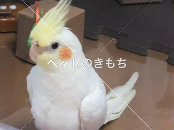 迷子鳥の画像