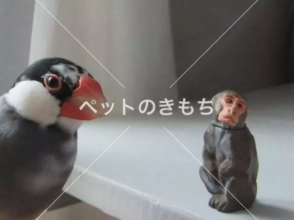 迷子鳥の画像