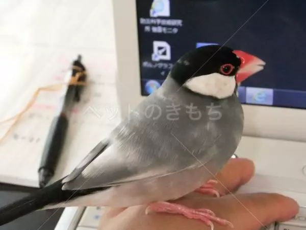 迷子鳥の画像