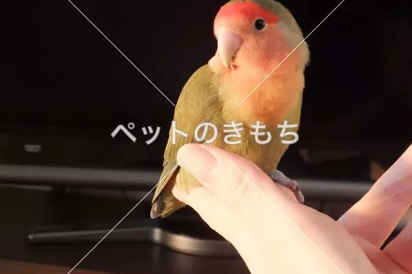 コメント投稿の画像