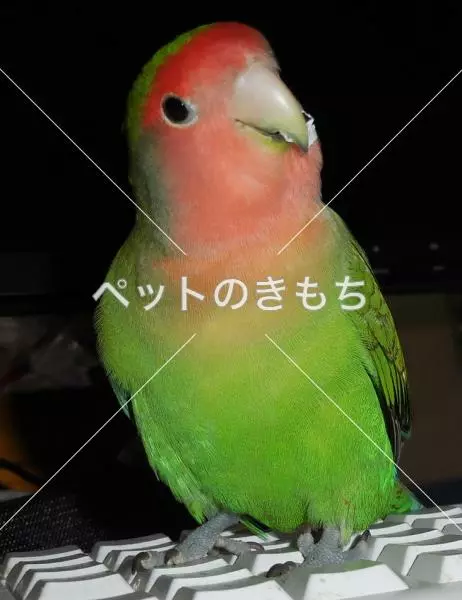 迷子鳥の画像