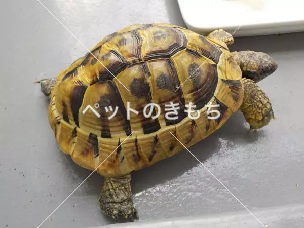 保護ペットの画像