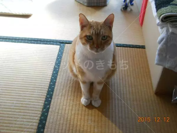 迷子猫の画像