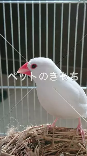 迷子鳥の画像