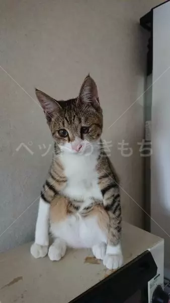 迷子猫の画像