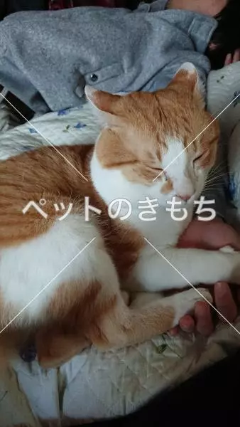 迷子猫の画像