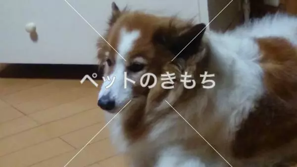 迷子犬の画像