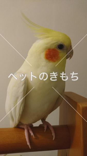 迷子鳥の画像