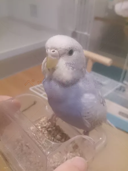 迷子鳥の画像