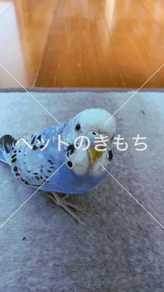 迷子鳥の画像