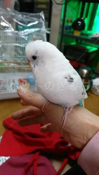 迷子鳥の画像