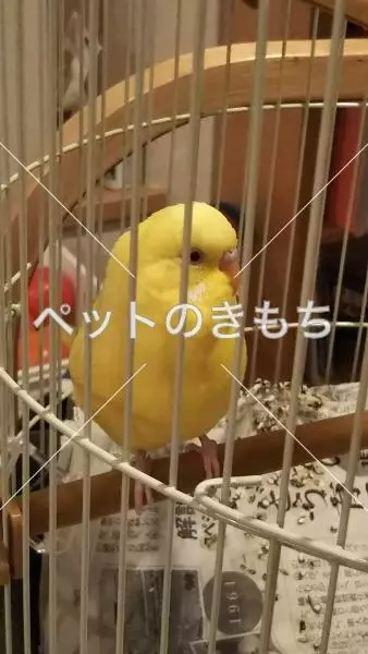 迷子鳥の画像