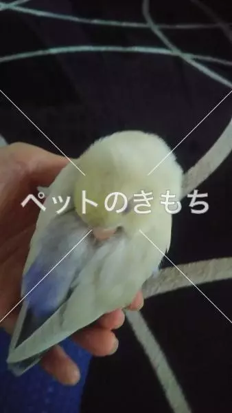 迷子鳥の画像