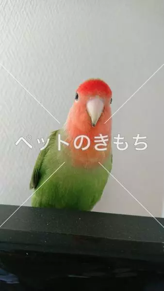迷子鳥の画像