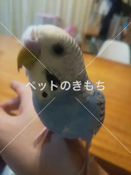 迷子鳥の画像