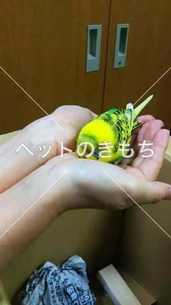 コメント投稿の画像