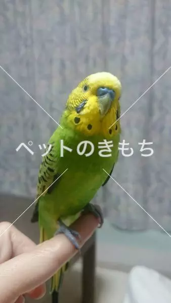 コメント投稿の画像