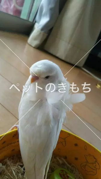 迷子鳥の画像