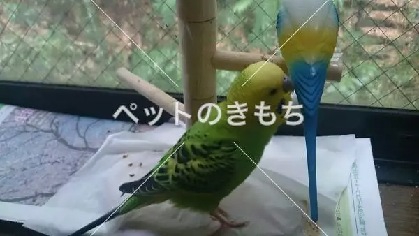 迷子鳥の画像