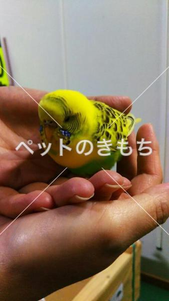 コメント投稿の画像