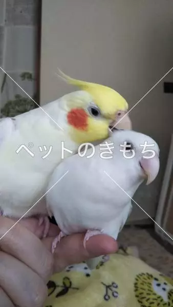 コメント投稿の画像