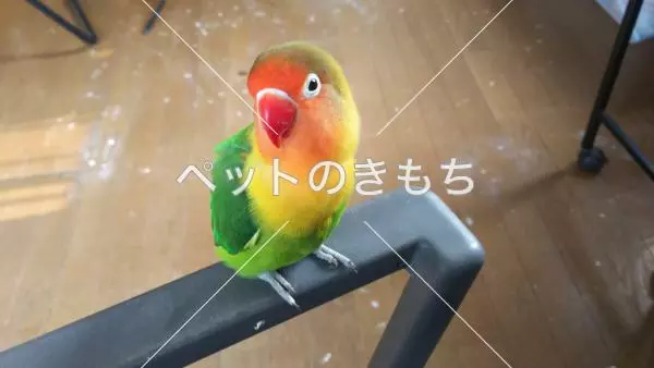 迷子鳥の画像