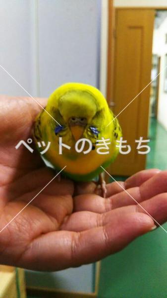 コメント投稿の画像