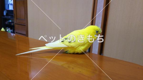 迷子鳥の画像