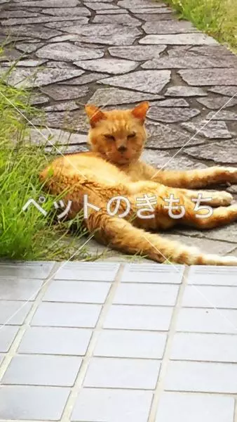 迷子猫の画像