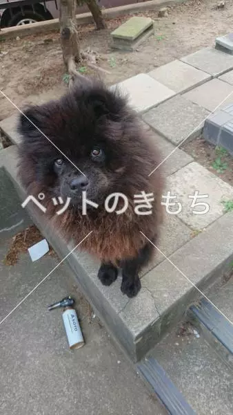 迷子犬の画像