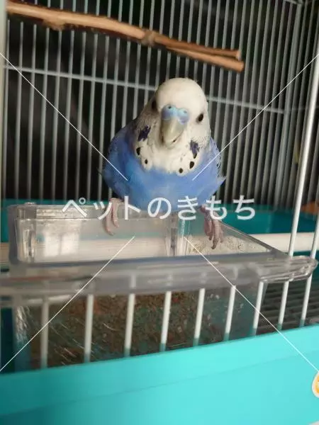 迷子鳥の画像