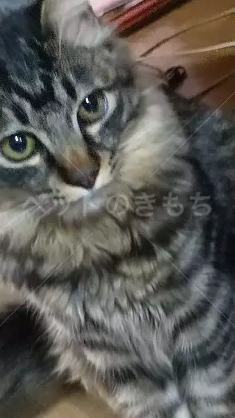 迷子猫の画像