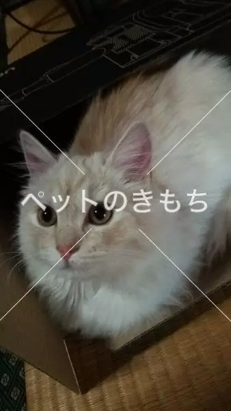 迷子猫の画像