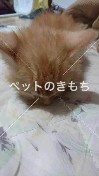 迷子猫の画像