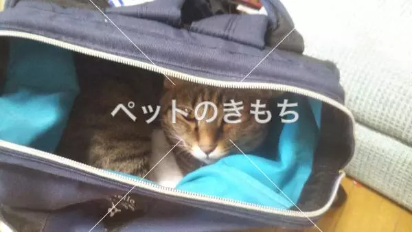 迷子猫の画像