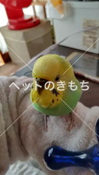 迷子鳥の画像