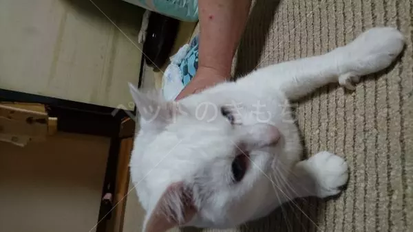 迷子猫の画像