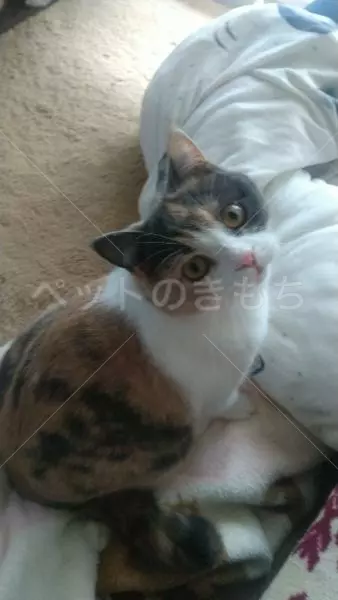 迷子猫の画像