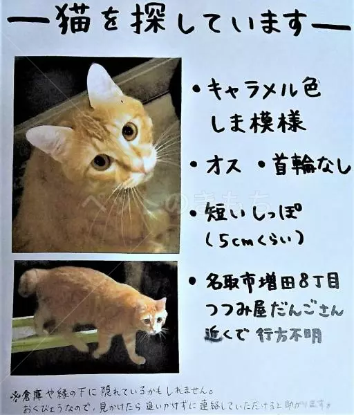迷子猫の画像