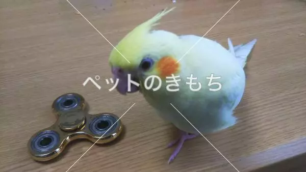 迷子鳥の画像