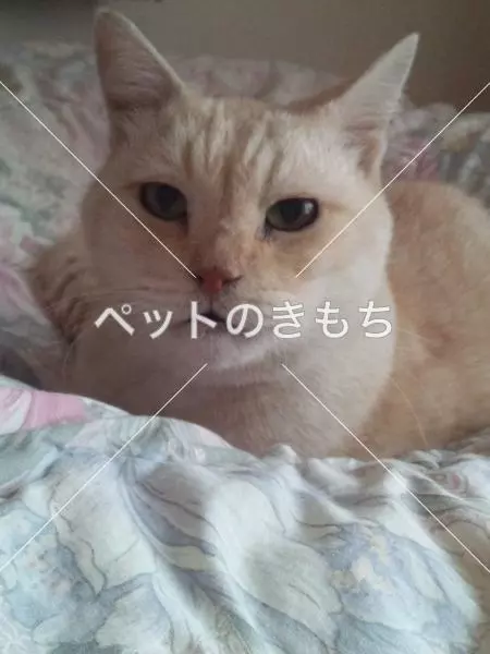 迷子猫の画像