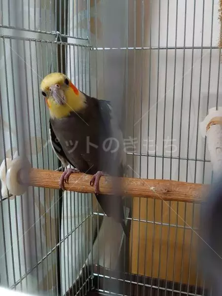 迷子鳥の画像