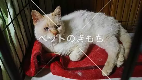 保護猫の画像