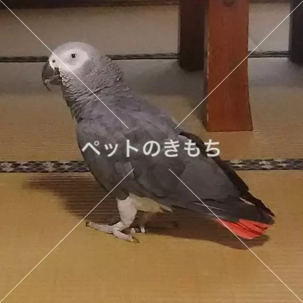 迷子鳥の画像