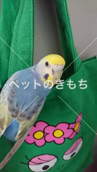 迷子鳥の画像
